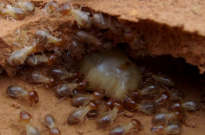 白蚁对人类的危害？